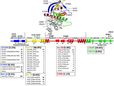 Structure of the epidermal growth factor receptor (EGFR) protein and... | Download Scientific ...