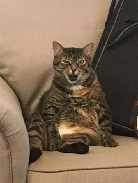 I caught my cat sitting like a human Also with her mouth open - Meme Guy