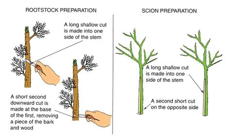 Grafting Types, Side-Veneer Grafting