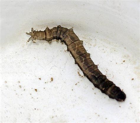 WTH is this?! River critter edition. ***Giant crane fly larvae ...