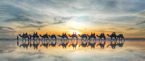 Broome Camel Safaris | Sunset Camel Rides Cable Beach