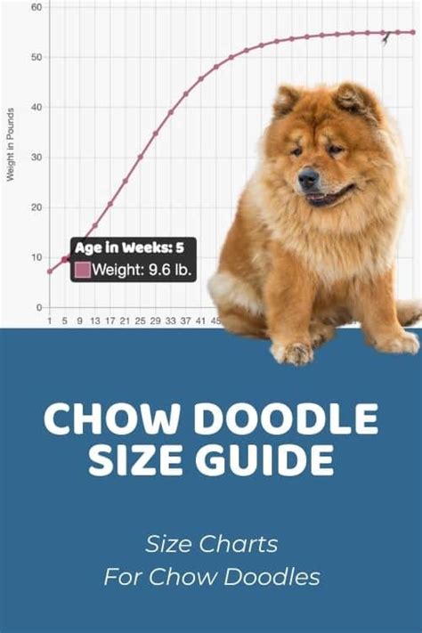 Chow Doodle Size Chart + Interactive Weight Calculator - Doodle Doods