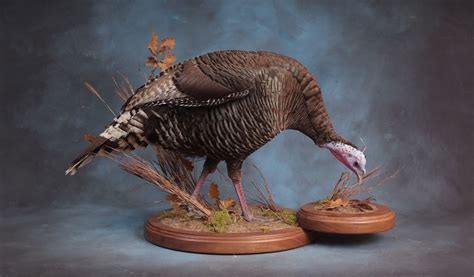 Showpiece Taxidermy: Pheasant, Turkey, & Quail Bird Mounts