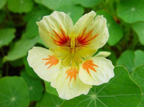 flowers for flower lovers.: Nasturtium flowers photos.