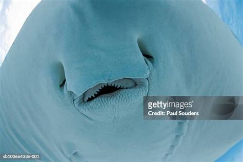 Stingray Teeth Photos and Premium High Res Pictures - Getty Images