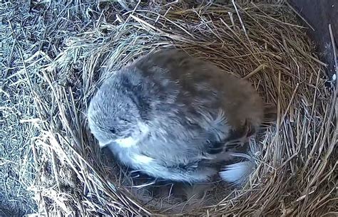 Snow Bunting Nest Cam - 2024