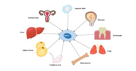 Surface Markers of Mesenchymal Stem Cells - Cusabio