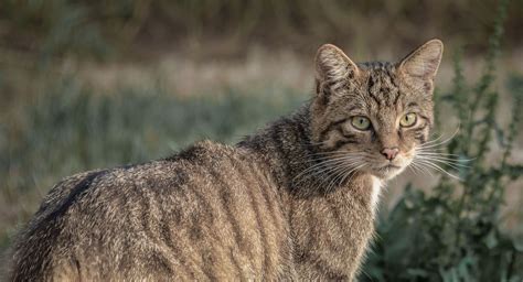 Wildcats - People's Trust for Endangered Species