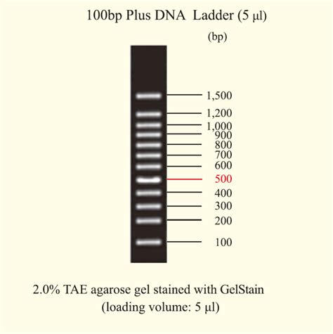 electrophoresis Archives - Cambridge Reagents Ltd