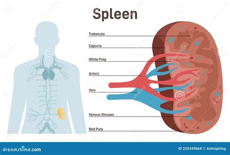 Spleen, Cross Section Structure. Lymphatic and Immune System Blood ...