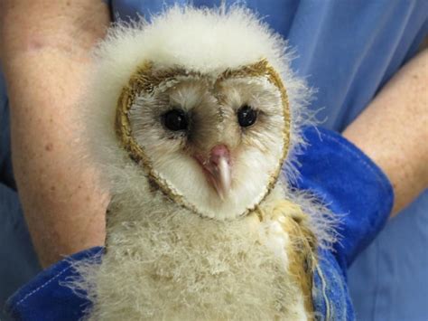 Good news: The barn owl baby we reported on last week was reunited with its family yesterday ...