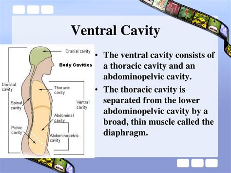 Ventral Body Cavity Diagram