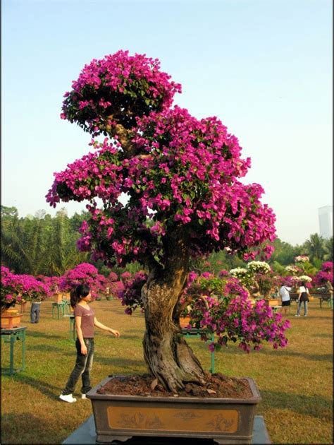 Bougainvillea Bonsai: Brilliant Or A Little Too Brazen? | Bonsai Bark