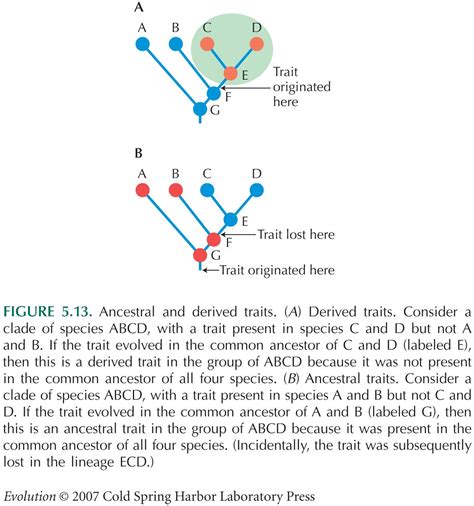 Derived Vs Ancestral Characteristics