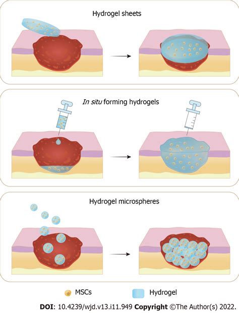 5 Types Of Stem Cells Classifications - mores.pics