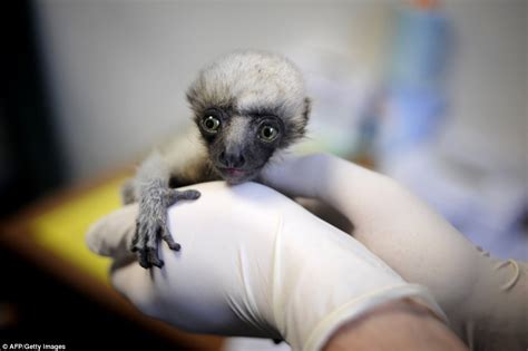 Silky Sifaka Baby - Lemurs Photo (17283328) - Fanpop