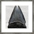 Fossil great white shark tooth Photograph by Werner Lehmann - Fine Art America