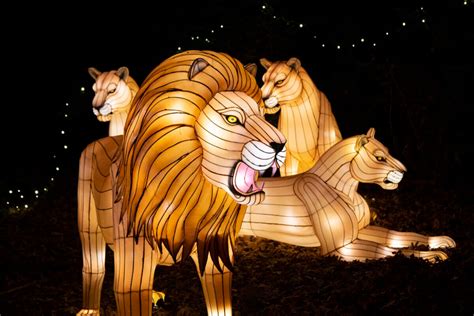 Bronx Zoo Holiday Lights to return for 2021 season – Bronx Times