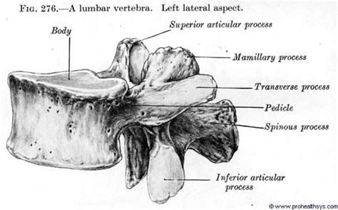 Lumbar Vertebrae Anatomy Lateral