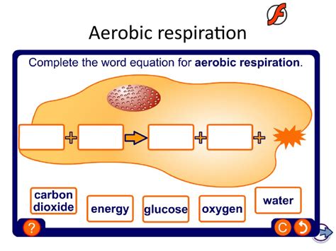 KS4 Biology. The Breathing System - online presentation