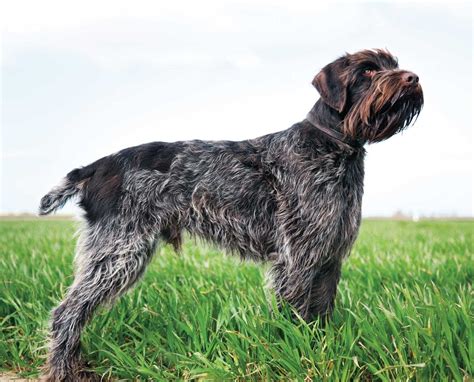 The Wirehaired Pointing Griffon Controversy in North America