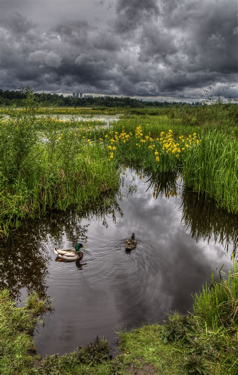 Burnaby Lake Regional Park III - hdrcreme