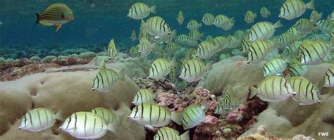 Kingman Reef National Wildlife Refuge