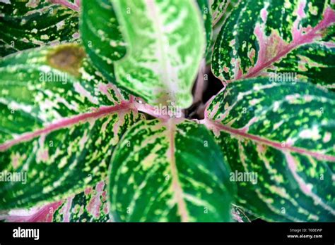 Close-up tropical green plants in the Philippines Stock Photo - Alamy