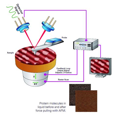 Schematic of the Atomic Force Microscope AFM. (AFM Microscopes. Bruker ...