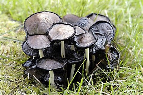 Shaggy Manes and Inky Caps: Mushrooms, Uses, and Health Effects - Owlcation