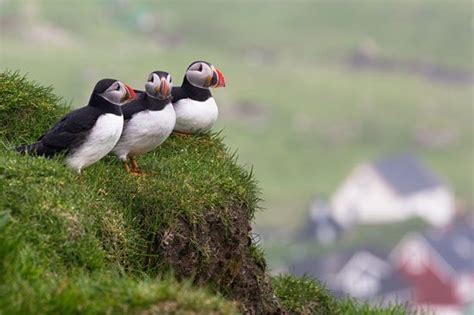 Common puffin | bird | Britannica.com