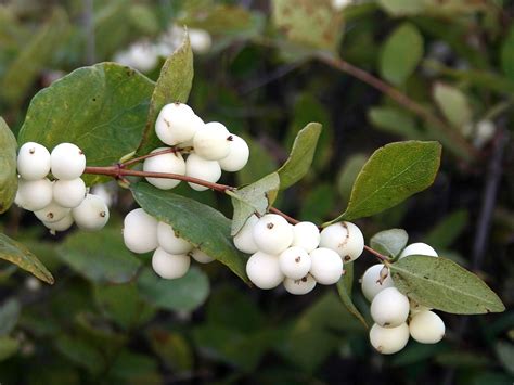 Plant Notes: Snowberry | Shoshone News-Press