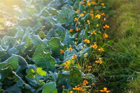 21 of the Best Broccoli Companion Plants