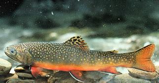 Brook trout Nutrition facts and Health benefits