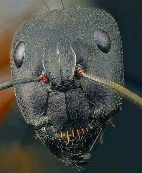 Close up of an ants face : r/thanksihateit