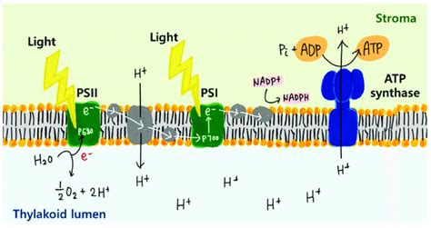 Schematic mechanism of photosynthesis in the thylakoid membrane (ATP ...