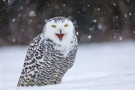 Snowy Owl, Bubo Scandiacus, Perched in Snow during Snowfall. Arctic Owl with Open Beak while ...