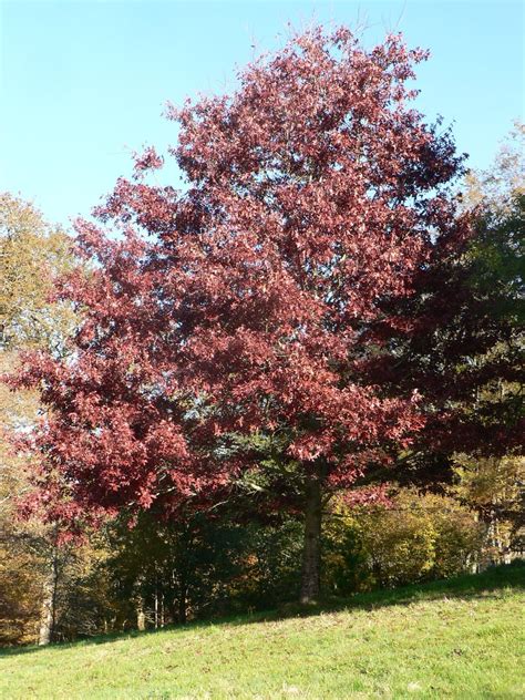 Quercus coccinea - Trees and Shrubs Online