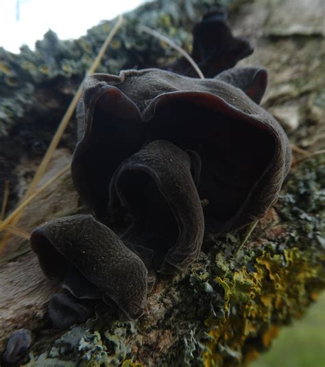 Fungus Gallery :: Auricularia :: P1020656