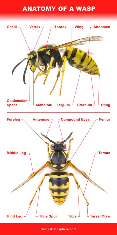 Body Parts Of A Wasp