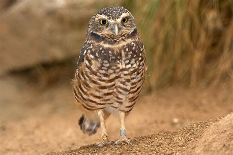 Burrowing Owl Facts, Habitat, Diet, Life Cycle, Baby, Pictures