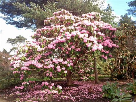 A Guide To: The Royal Botanic Garden Edinburgh | Out About Scotland