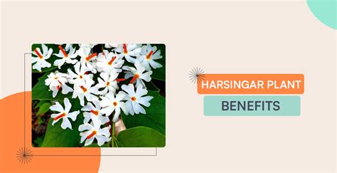 Harsingar Plant Benefits: Medicinal Use And Side Effects