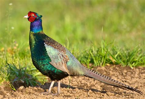 Green Pheasant: National Bird of Japan | Interesting Facts About Green Pheasant