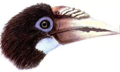 Narcondam hornbill (Rhyticeros narcondami); DISPLAY FULL IMAGE.