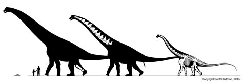 Skeletal Drawing: Assessing Alamosaurus