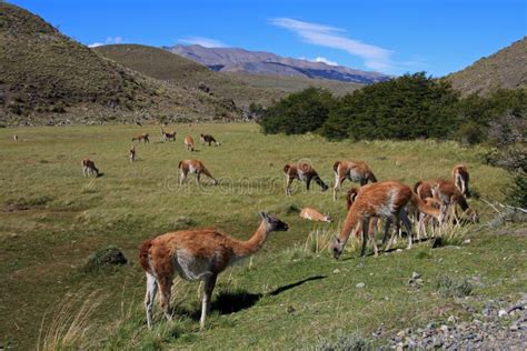 Guanacos in Torres Del Paine National Park, Chile Stock Image - Image of lake, grassland: 94010603