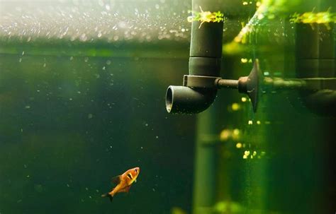 Goldfish Tank Setup – Simple Guide for Beginners - FishLab