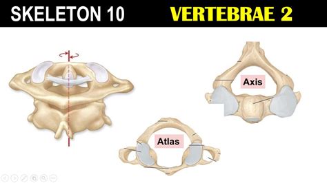 Cervical Vertebrae Atlas Axis Transverse Foramen Odontoid | Hot Sex Picture