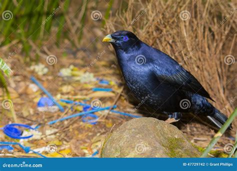 Satin Bowerbird at His Bower Stock Photo - Image of nature, blue: 47729742